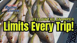 Best Yellowtail Snapper Fishing Secrets I Yellowtail Snapper Limits Every trip I Yellowtail 2024