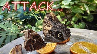 BUTTERFLY FIGHT!! Giant Owl Vs. Blue Morpho