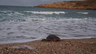 Andros Routes Team Sea Turtle Rescue