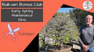 Elm Early Spring Maintenance - Michael Roberts -  Bonsai Technique - Baikoen Bonsai Club