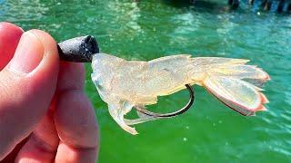 How To Catch Mangrove Snapper With This Simple Shrimp Rig