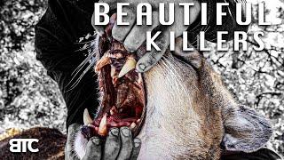 ARCHERY MOUNTAIN LION | BEAUTIFUL KILLERS | BTC