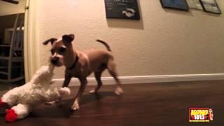 Who Rescued Who   Scout's Tom Cruise Impersonation on a Rainy Day