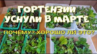 Гортензии уснули в марте. Хорошо это или плохо?