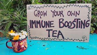 Crisis Gardening: Grow Your Own Immune Boosting Tea