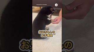 「お手！」「…？」｜PECO#子柴 #柴犬 #黒柴 #子犬 #子犬のいる暮らし #柴犬のいる暮らし #shibainu #shiba #puppy #puppylife #puppylove