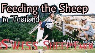 Swiss Sheep Farm Cha-Am Thailand | Vlog Travel Myfunfoodiary