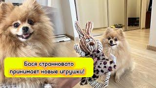 Бася странновато принимает новые игрушки!