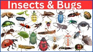 Insects and Bugs || Learn Bugs and Insects Name in English with Pictures