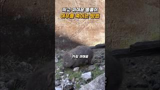 충격적인 방법으로 포식자를 죽이는 동물