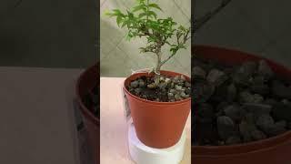 The Tropical Bonsai Inc. Water Jasmine Bonsai