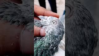 High flying  pigeon #viral #shorts  #pigeonsworld7 #pigeon