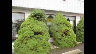 Dwarf Alberta Spruce Trees