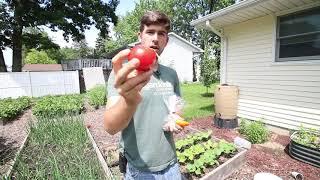 How to Grow a Vegetable Garden on a Broke Poor Budget