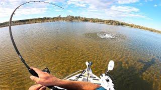 Top Water Flathead in the Shallows