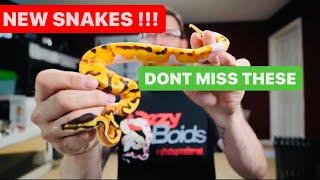 Unboxing :   6 Ball Pythons - NEW SNAKES / REPTILES  FROM @OzzyBoids @KINOVAReptiles