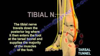 Nerves Of The Lower Leg 3D - Everything You Need To Know - Dr. Nabil Ebraheim