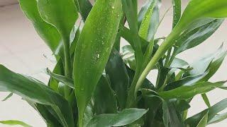 How to take care of Lucky Bamboo Plant ️️ #luckybamboo #bambooplants #indoorplants #houseplants