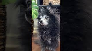 Big Stretch - ORIGINAL  (Puppy Songs) #cutedog #dogs