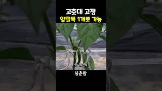 고춧대 고정 양말목 1개로 가능? #shorts