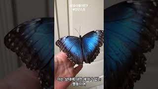 환승이별이란? #shorts #이별 #환승이별