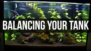 Planted Tanks For Beginners | Balancing Your Tank Pt. 1