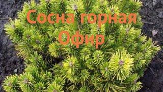 Сосна горная Офир (pinus mugo ophir)  горная сосна Офир обзор: как сажать, саженцы сосны Офир