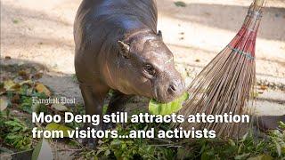 Moo Deng still attracts attention from visitors…and activists