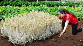 BREAKING! Harvest MYSTICAL BEAN SPROUTS Goes to Market Sell | Ella Daily Life