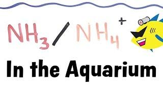 Ammonia and Ammonium in the Aquarium