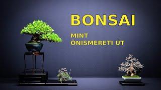 A BONSAI, mint önismereti út - 1. rész: interjú Katona Ervinnel, az Egyetemi Bonsai Club elnökével