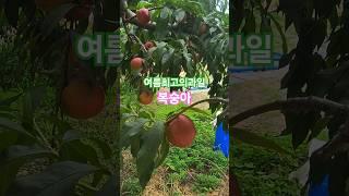 여름엔 달콤한 복숭아 #자급자족 #박서진 #돌아가는삼각지