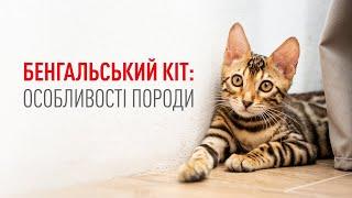 Бенгальський кіт: що варто знати про характер, догляд та харчування