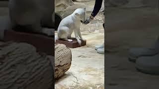 WHITE FOX | FEEDING | OCEAN PARK