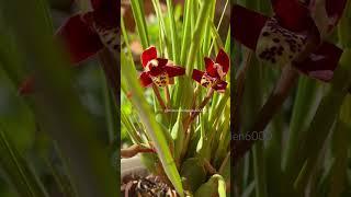 Maxillaria tenuifolia ️️| The Coconut Orchid #maxillaria #orchid #orchids