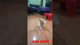 alhamdulillah oyen habis makan #funnycats #pets #cats #kucinglucu #shorts