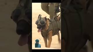 The Dog