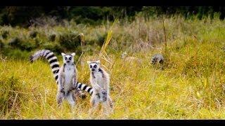 "The Lemur Dance" Featurette - Island of Lemurs: Madagascar