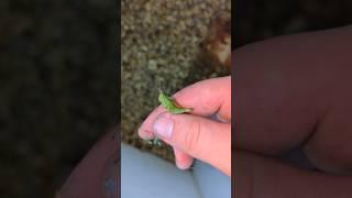 Do The Chicks Like Insects? #chicks