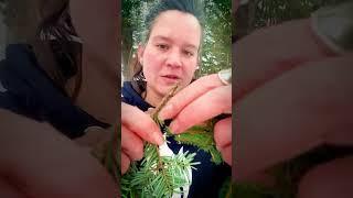 Spruce Needles vs. Fir Needles #trees