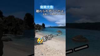 奄美大島　離れられない〜影がーー！#ごまぷる