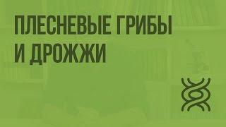 Плесневые грибы и дрожжи. Видеоурок по биологии 5 класс