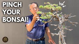 How I Make My Bonsai Look Good All the Time