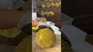 PART 2 ‼️ DURIAN MUSANGKING NITROGEN KE 2 SPESIAL UNTUK OM HERI #durian #musangking #masduren