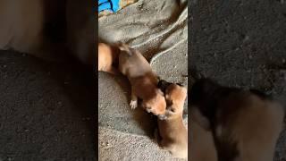 Fighting pit bull puppies.