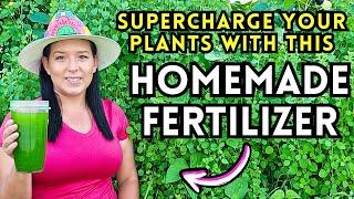 Amazing DIY Moringa Fertilizer for Explosive Plant Growth