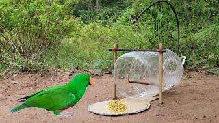 Creative Unique Quick Parrot Trap Using 5 Liters Bottle, Paper And Woods - Bird Trap Working 100%