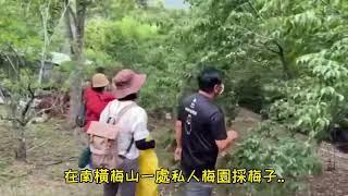 南橫梅山採梅趣/自製梅子酵素