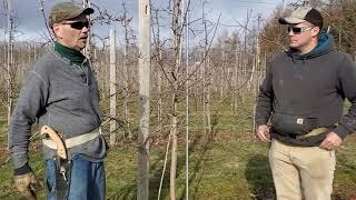 Apple Tree Pruning Workshop Part I: Dwarf Honeycrisp and Gala