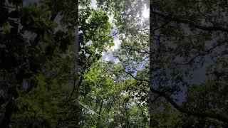 Forest Walking #ambient #relaxing #nature #
